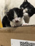 醇粹（Purich）FD猫粮全价冻干猫粮幼猫成猫纯粹猫粮英短美短布偶折耳鸡肉猫粮 鸡肉冻干猫粮5kg【老客推荐】 实拍图