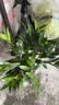 夏季水培驱蚊竹植物室内客厅水养绿植花卉盆栽办公室桌面四季好养 驱蚊四件套竹柏+九里香+薄荷+迷迭香(早安盆)+营 标准 实拍图