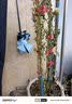 正宗红木香花苗四季开花爬藤植物浓香型特大苗甜蜜黄木香盆栽 四季红木香 中苗1米-1.2米 实拍图