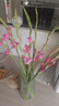 粉红色剑兰节节高鲜花年宵花广州发春节装饰情人节礼物长65-70cm 蓝精灵剑兰8支 实拍图