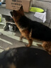 凯锐思 德牧狗粮 专用幼犬成犬大型犬黑背警犬狼狗犬粮 2kg*10 实拍图