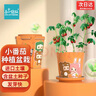 IAM City Farmer小番茄迷你盆栽绿植幼儿园儿童种植小盆栽植物种子生长观察10023 实拍图