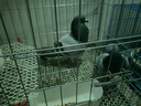 憨憨宠 鸽子笼 家用养殖鸟笼子特大号繁殖笼折叠配对笼大型带隔断鸽子窝 800带隔断# 可折叠鸽子笼 银色 实拍图