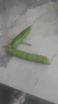 新鲜豌豆四川带壳青豆角水果甜豆荚农家蔬菜 新鲜青豌豆荚净重3斤 实拍图