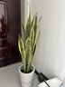 叹为观止大型盆栽金钱榕百合竹金钱树发财树清香木办公室内落地款中型植物 虎皮兰【1.1-1.3米】 不含盆 实拍图
