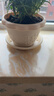 爱丽思（IRIS）爱丽思树脂波纹浮雕加厚花盆多肉绿萝植物塑料懒人家用花盆 5号浅米色 1个盆＋1个托【省心组合】 实拍图