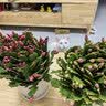 花翁新品蟹爪兰盆栽绿植花卉 粉色50-60颗+仿木桶盆源头直发 实拍图