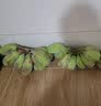 果迎鲜苹果蕉广西苹果蕉 胖香蕉 广西西贡蕉 粉蕉 香蕉 新鲜水果 实拍图