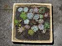 多肉植物带盆绿植花卉盆栽贵货老桩群生玉树玉露仙人掌肉 20颗多肉植物盲盒【品种不重复】 实拍图