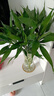 【富贵竹】广州发货水培植物好养懒人节节高供佛办公室内礼物七夕 富贵竹60cm10支 实拍图