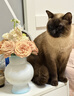海洋之星低温烘焙猫粮幼猫成猫粮美毛 全价冰川三文鱼配方 【美毛】冰川三文鱼烘焙粮1.5kg 实拍图