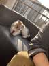 K9狗狗罐头宠物零食 幼犬成犬通用100g*9 三文鱼 实拍图