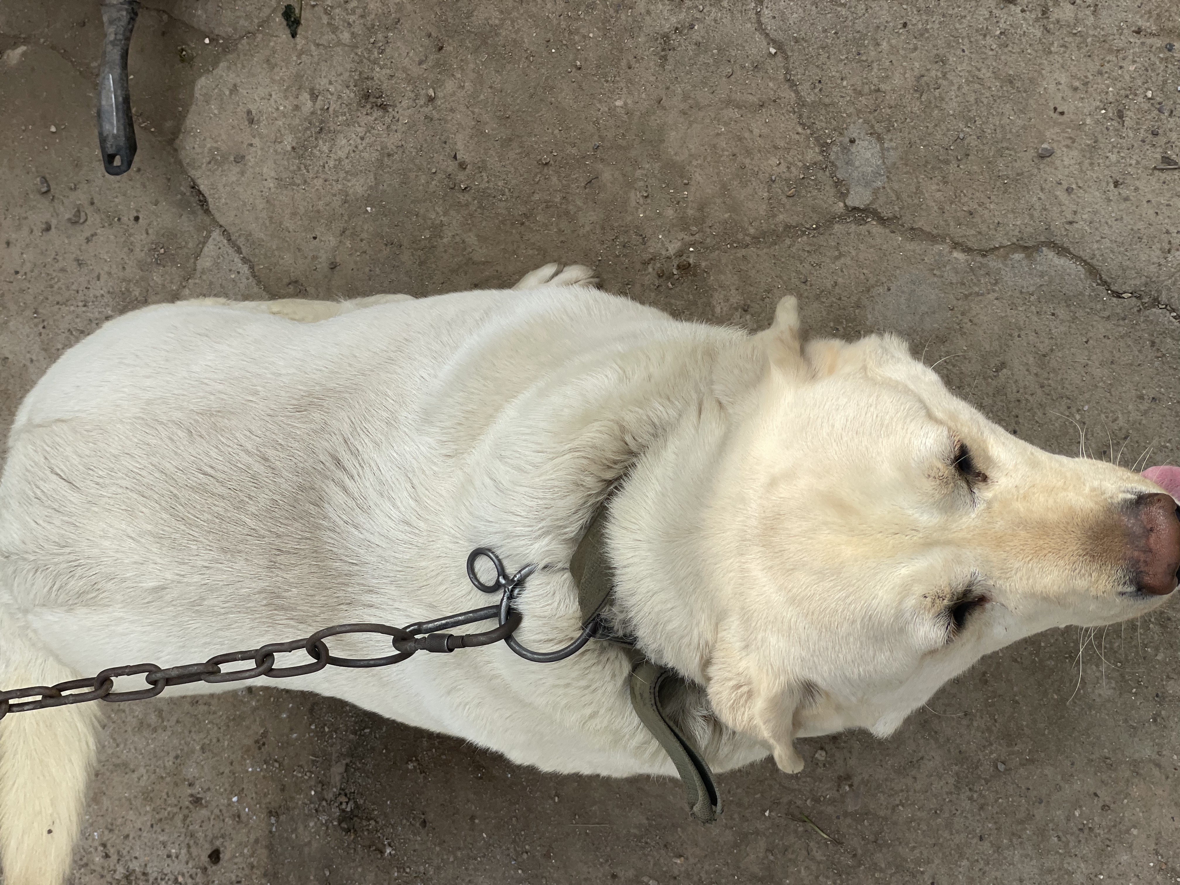 诚实一口N01双拼犬粮鸭肉梨 2kg*1袋+N01双拼犬粮山药牛2kg*1袋 实拍图