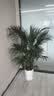 叹为观止 大型盆栽 单杆辫子发财树天堂鸟绿萝散尾葵办公室内开业乔迁礼品 富贵椰子【1.3—1.5米】 含盆 实拍图