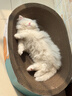 疯狂的主人猫抓板窝特大号猫玩具猫爪板猫抓盆不掉屑猫窝椭圆形瓦楞纸 实拍图