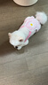 贝尼宠狗窝猫窝宠物窝秋冬加厚保暖网红款耐脏地垫猫咪窝狗床狗垫子睡垫 舒棉绒M 50x38高9cm 适12斤宠物 实拍图
