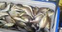 伊酷达（ECOODA）虹道小船竿20-30号碳素实心竿稍轻型船钓竿近海小船杆底钓鱼竿 1.83m 25号 直柄（负荷15-60#） 实拍图
