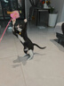 憨憨乐园猫玩具逗猫棒幼小猫猫咪磨牙玩耍耐咬互动自嗨玩具神器宠物用品 实拍图