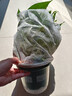 双盟绿萝盆栽除甲醛花卉绿植办公室新房净化空气180加仑2盆装源头直发 实拍图