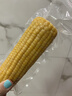 十月稻田 黄甜糯玉米 8根 3.52斤 真空包装 东北粘玉米棒 低脂早餐 实拍图