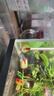 泽驭名宠迷你蟹辣椒蟹宠物鱼缸观赏蟹淡水活体草缸可深水养殖小螃蟹除藻蟹 白爪辣椒蟹8只+2只备损 实拍图