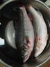 鲜活冲浪河鲈鱼400-500g/条 实拍图