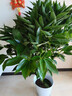 叹为观止大型植物发财树各种大颗盆栽开业乔迁客厅办公室内好养大型花卉 平安树1.2-1.4米 含盆 实拍图