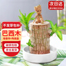 九月生水培巴西木幸运木带托盘格鲁特花卉绿植盆栽室内桌面植物中号 实拍图