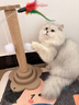 HELLOJOY猫抓柱剑麻猫抓板猫玩具耐抓耐磨不掉屑猫爬架立式自嗨解闷用品 实拍图