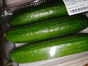 【水果菜】荷兰水果黄瓜约400g 实拍图