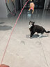 憨憨乐园猫玩具逗猫棒幼小猫猫咪磨牙玩耍耐咬互动自嗨玩具神器宠物用品 实拍图
