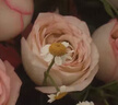 艾斯维娜鲜花速递11朵玫瑰花束送女友生日礼物全国同城配送 19朵艾莎玫瑰花束 实拍图