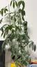植物支撑杆爬藤架工具植物支架通用型花架拼接园艺兰花阳台花架子 自由组装（可拼5层）30根 材料厚实  经久耐用 实拍图