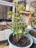 景郁春 JIRYUCUR玫瑰花苗特大花月季花苗绿植阳台盆栽蔷薇花苗艾莎源头直发 实拍图