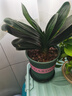 御春阁带盆带土6年大苗绿植盆栽 室内花卉 君子兰花 苗花卉盆景盆栽绿植 短叶和尚8-10片带盆带土 实拍图