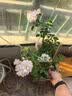 小黑飞杀虫剂家用花盆花土壤灭花卉植物里面有非专杀虫虫净飞虫药 【升级版】花卉杀虫剂500ml*1瓶 实拍图