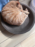 疯狂的主人圆形猫抓板窝耐磨不掉屑猫窝一体猫咪抓盆超大号抓不烂猫爪板耐抓 实拍图