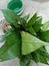 双盟绿萝盆栽除甲醛花卉绿植办公室新房净化空气180加仑2盆装源头直发 实拍图