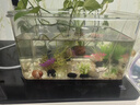 宝贝故事（BABY STORY）亚克力小鱼缸 桌面鱼缸客厅家用透明乌龟缸办公室小型金鱼缸 透明色长方形33*24*15cm 实拍图
