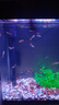 博宇（BOYU）鱼缸水族箱增氧仿生态鱼缸带地底柜子客厅家用小金鱼缸玻璃造景草 MS-320懒人鱼缸 黑色鱼缸 实拍图