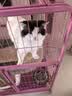 伊萨冀师傅猫粮 成猫幼猫猫粮全阶段通用猫粮 冀师傅10kg牛肉味 实拍图