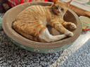 疯狂的主人猫抓板窝碗形大号猫抓盆不掉屑猫窝宠物猫玩具瓦楞纸猫爪板 实拍图