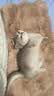 派乐特猫窝踩奶软垫猫垫睡觉用猫垫子狗窝宠物垫子狗垫猫咪垫毛毯M 实拍图