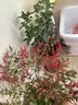桂花树苗盆栽室内四季桂花卉植物金桂丹桂庭院大树浓香型绿植开花 四季桂花70-90cm-多分叉【原土球发货】 实拍图
