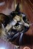 皇家搭档猫条猫零食经典风味鲔鱼虾仁成猫幼猫通用猫条24支装（13g*24支） 实拍图