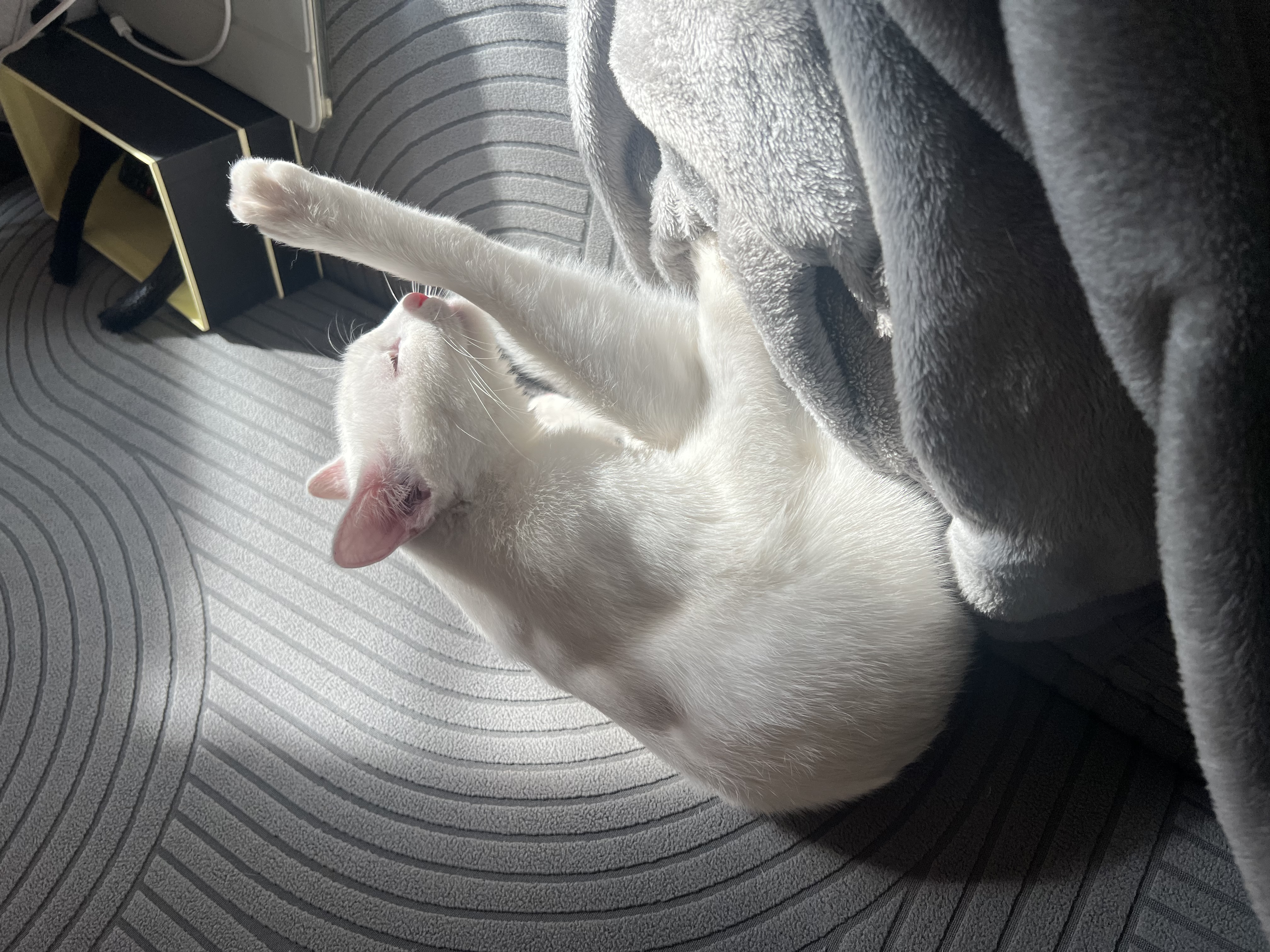 喵梵思王贵皮木薯猫砂植物猫砂结团快不易沾底低尘不可冲厕所2.5kg/包 木薯猫砂白茶香2.5kg/包 实拍图