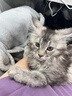 豆柴（docile）零食鸡肉冻干猫草羊奶猫饼干宠物猫狗零食磨牙棒南瓜猫草慕斯12g 实拍图