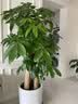 小黑飞杀虫剂家用花盆花土壤灭花卉植物里面有非专杀虫虫净飞虫药 【升级版】花卉杀虫剂500ml*1瓶 实拍图