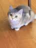 GO！SOLUTIONS无谷九种肉全猫粮8磅/3.63kg多肉成猫幼猫通用原装进口 实拍图