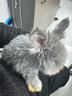 暮秋小主血统宠物兔垂耳兔活体大型安哥拉长毛迷你侏儒猫猫兔活物已做疫苗 网红大型安哥拉花色幼兔 实拍图